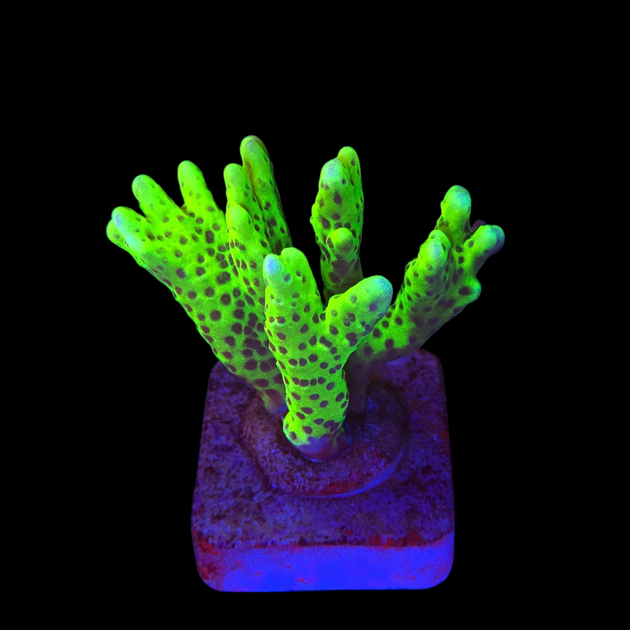 Slime Ball Anacropora M