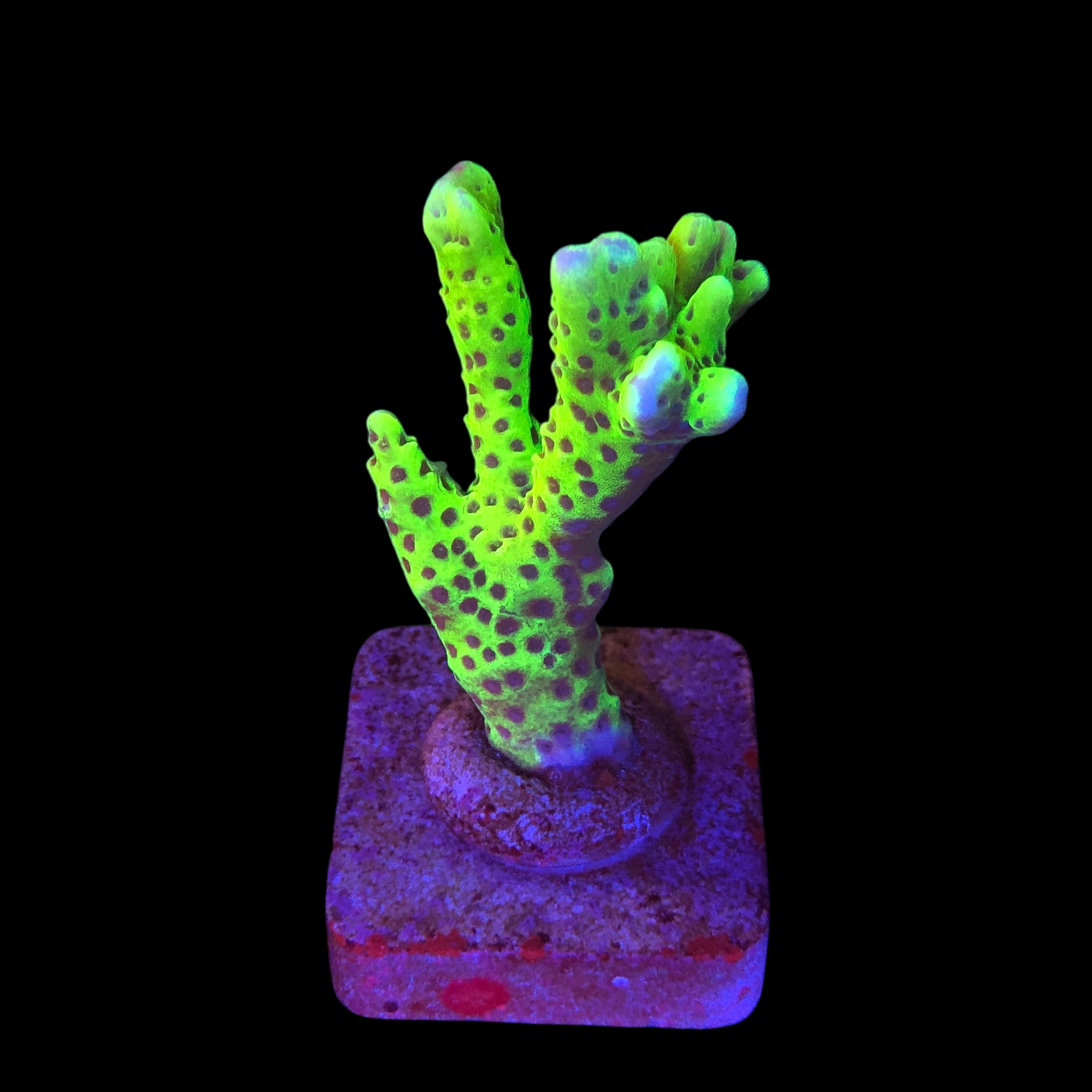 Slime Ball Anacropora M