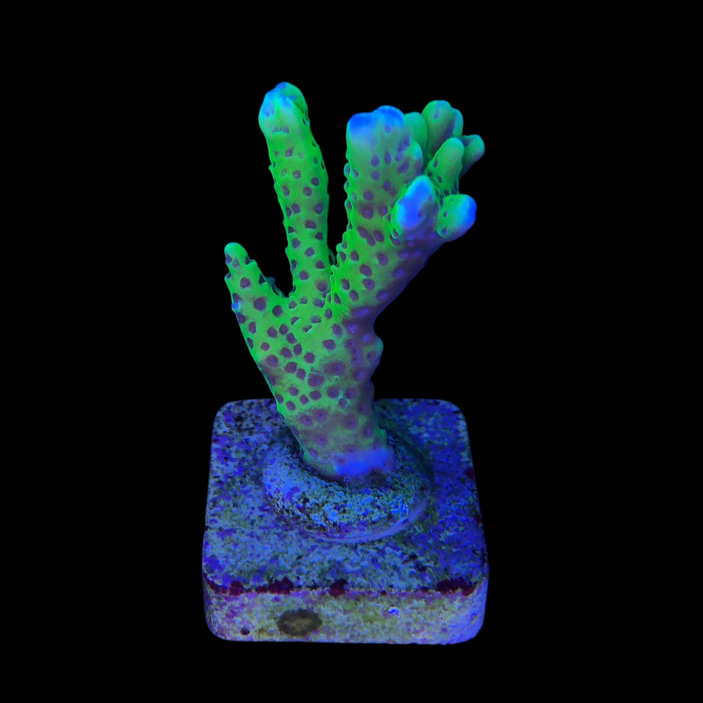 Slime Ball Anacropora M - Imagem 2