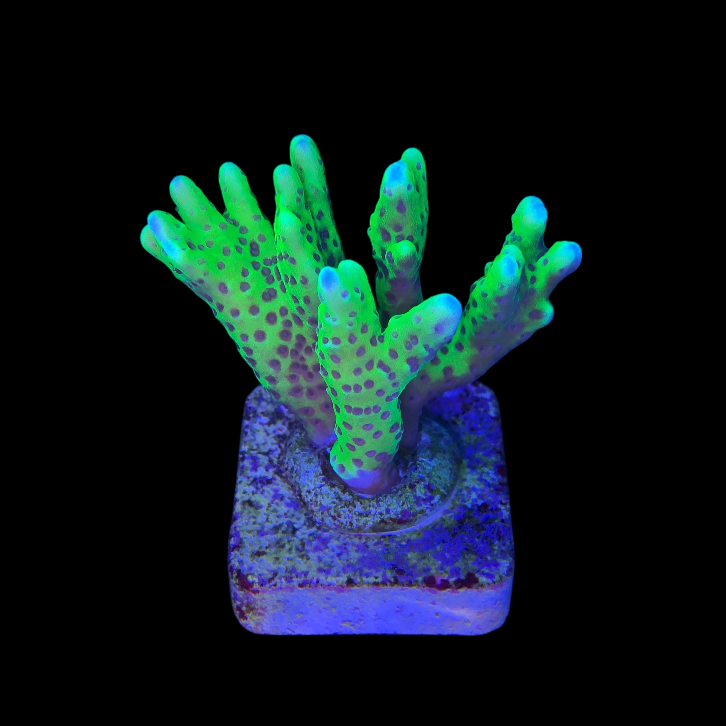 Slime Ball Anacropora M - Imagem 2