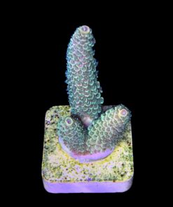 Alternative view of Spathulata Golden M