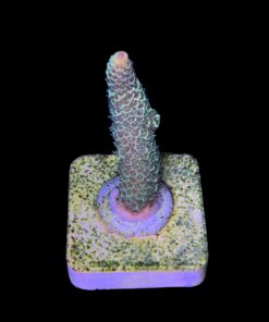 Alternative view of Spathulata Golden M