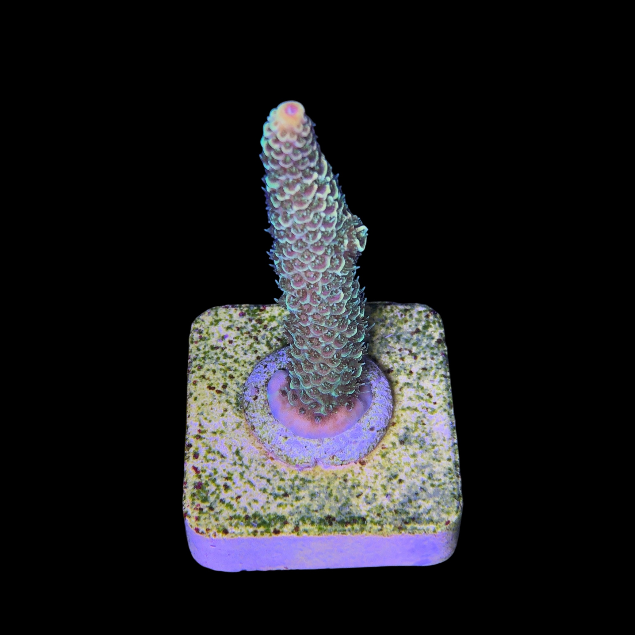 Spathulata Golden M - Imagem 2