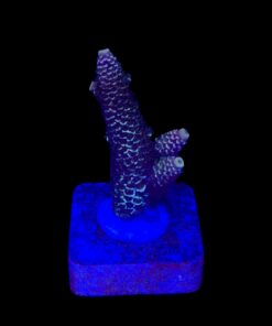 Spathulata Purple Tips M