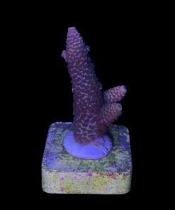 Alternative view of Spathulata Purple Tips M