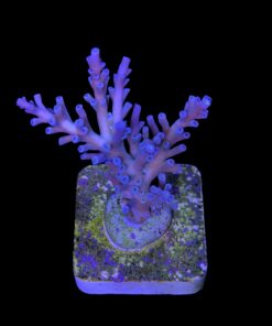 Alternative view of Speciosa M