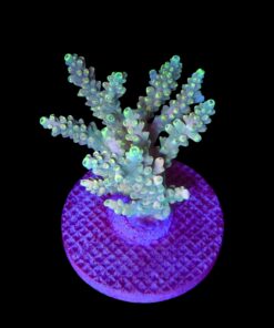 Strawberry Shortcake Bali G