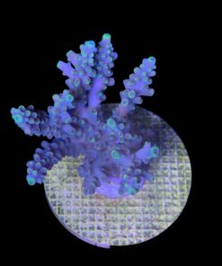 Alternative view of Strawberry Shortcake Bali G