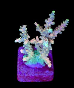 Strawberry Shortcake Bali M