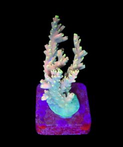 Strawberry Shortcake Bali M