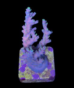 Alternative view of Strawberry Shortcake Bali M