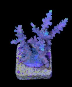 Alternative view of Strawberry Shortcake Bali M