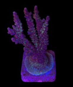 Subulata Purple Mini Colônia