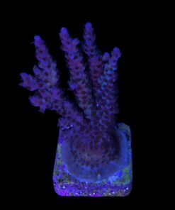 Alternative view of Subulata Purple Mini Colônia