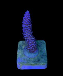 Alternative view of Tenuis Apocalypse M