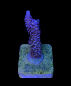 Alternative view of Tenuis Apocalypse M