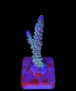 OR Tenuis Blue Ice M