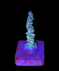 OR Tenuis Blue Ice M