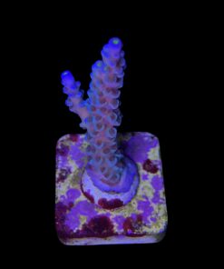 Alternative view of OR Tenuis Blue Ice M