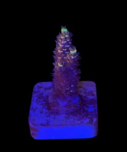 Tenuis Fruits Loops M NOVIDADE