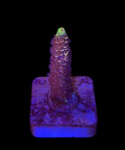 Tenuis Fruits Loops M NOVIDADE