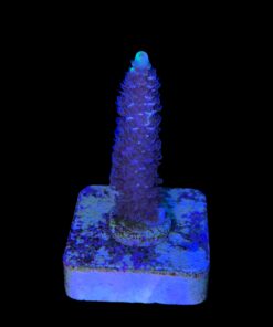 Alternative view of Tenuis Fruits Loops M NOVIDADE