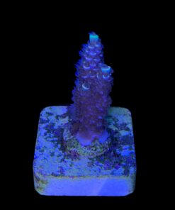 Alternative view of Tenuis Fruits Loops M NOVIDADE