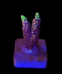 Tenuis Fruits Loops M NOVIDADE