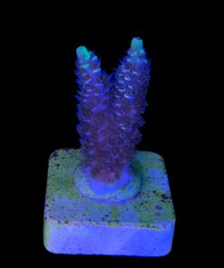 Alternative view of Tenuis Fruits Loops M NOVIDADE