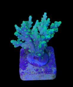 Alternative view of Toxic Green G