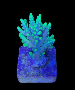 Alternative view of Toxic Green M