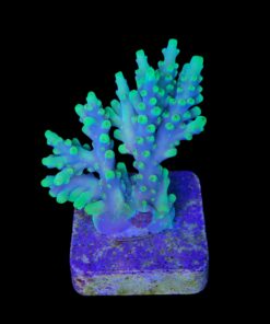 Alternative view of Toxic Green M