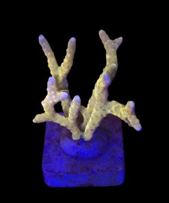 Tropicana Anacropora G