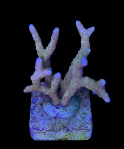 Alternative view of Tropicana Anacropora G