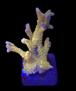 Tropicana Anacropora M