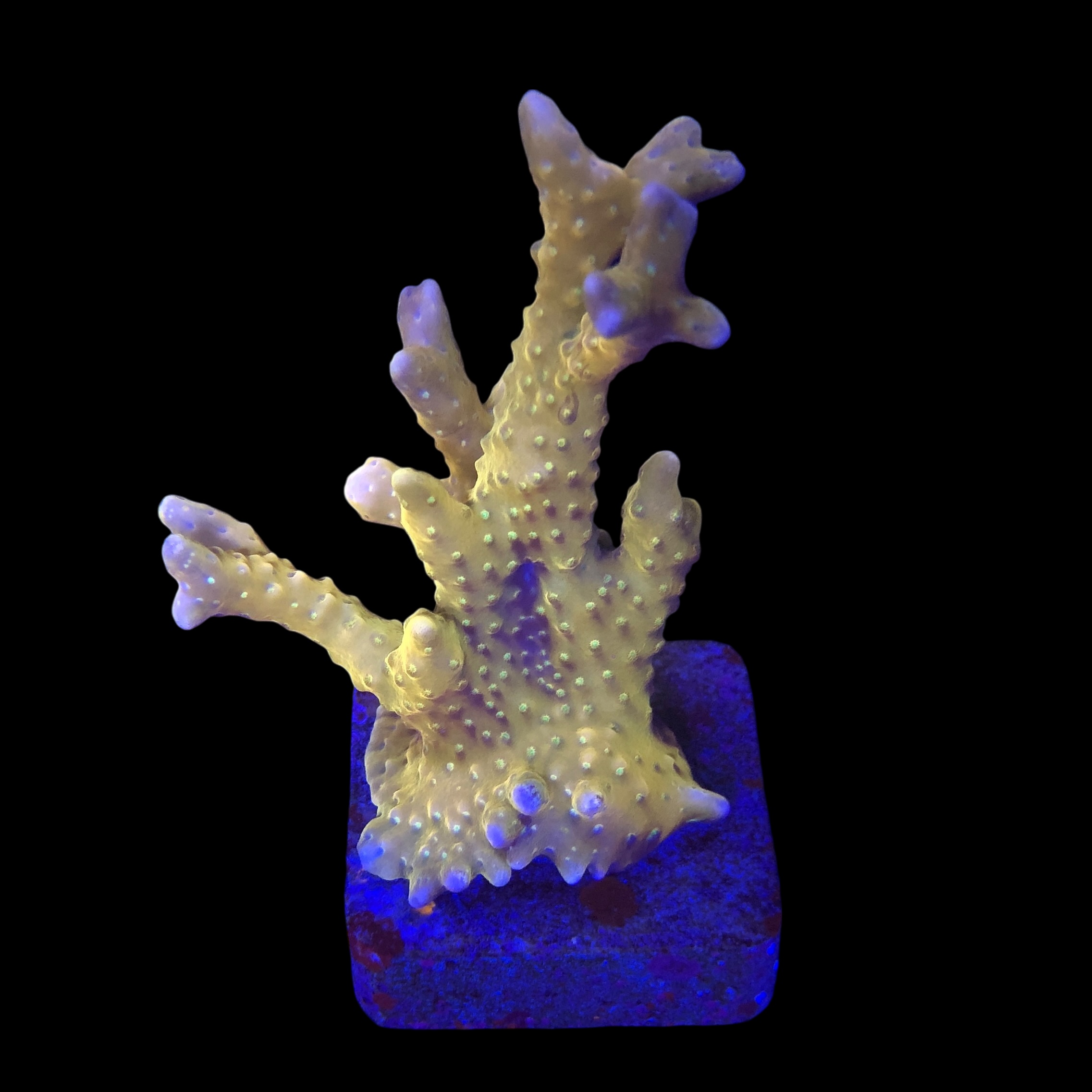 Tropicana Anacropora M