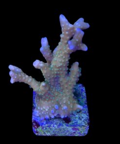Alternative view of Tropicana Anacropora M