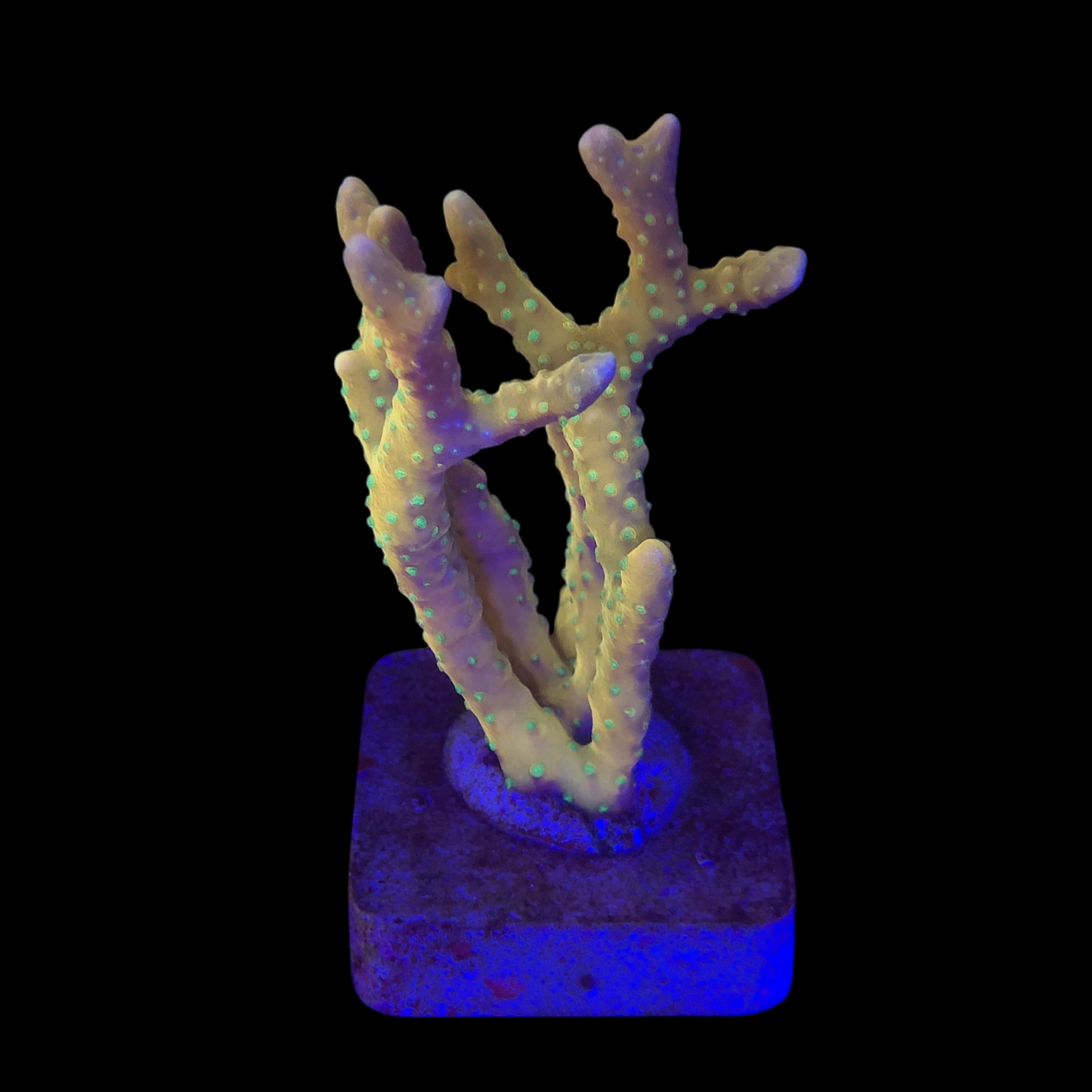 Tropicana Anacropora M