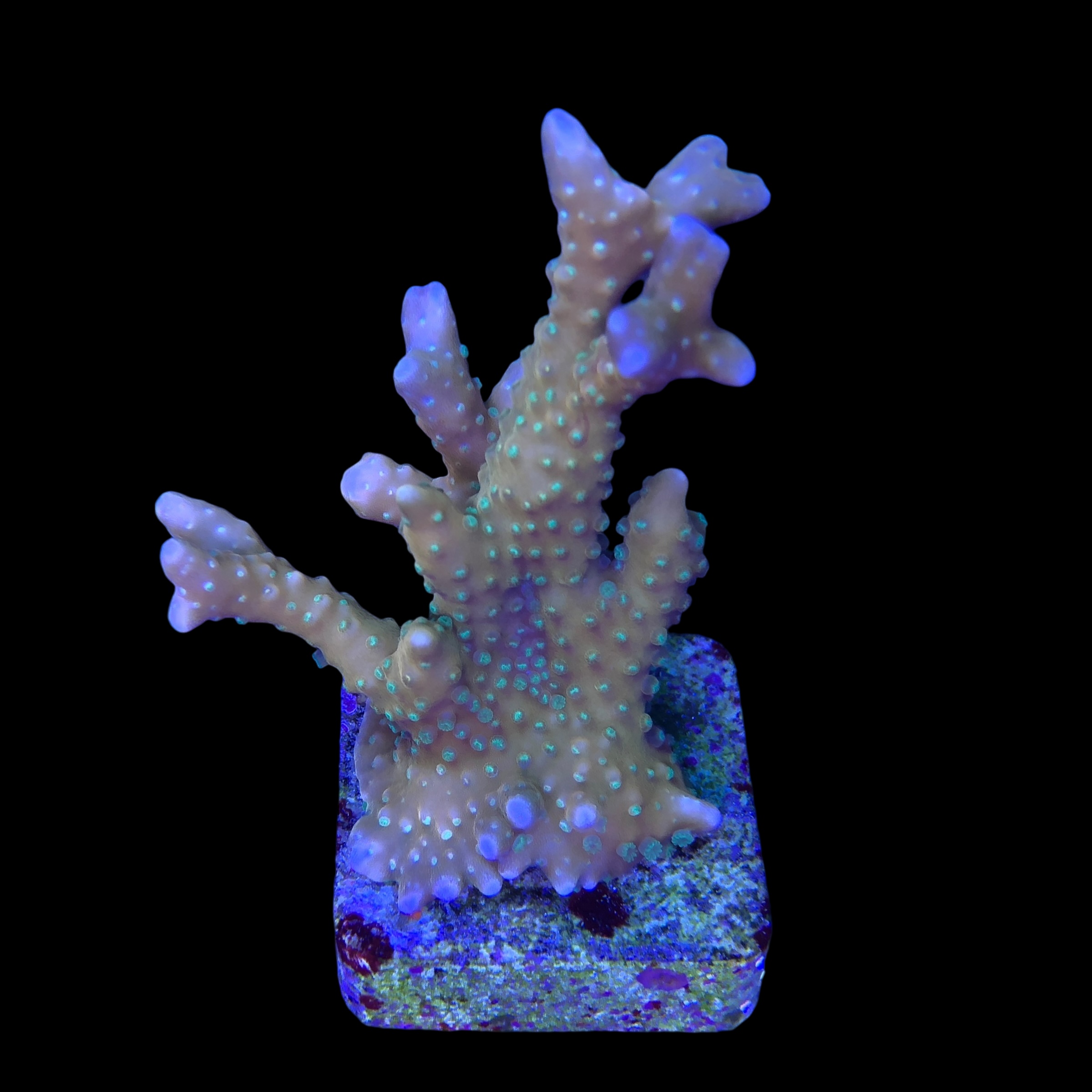Tropicana Anacropora M - Imagem 2