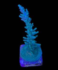 Alternative view of Turak Green G