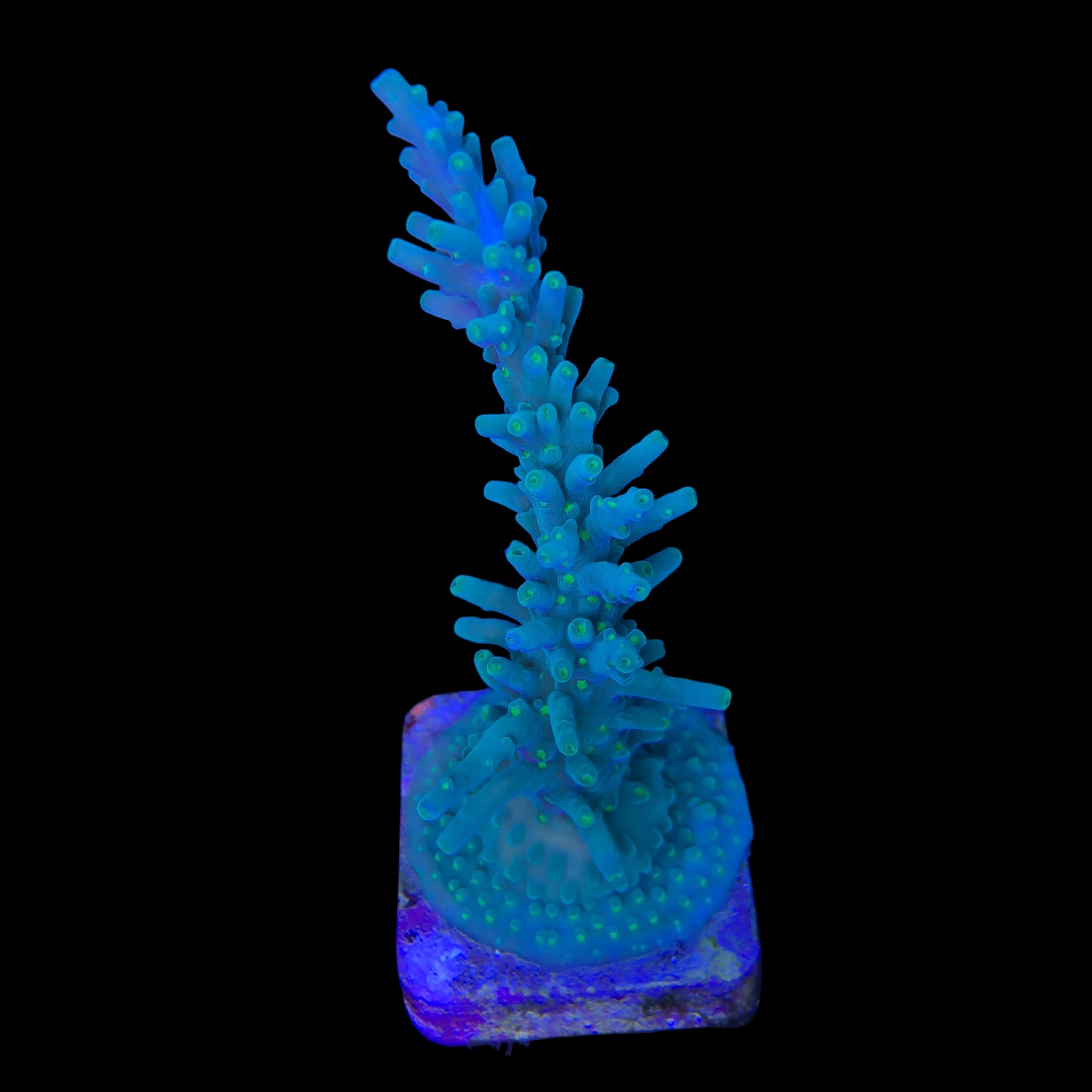 Turak Green G - Imagem 2