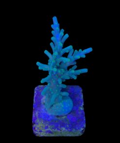 Alternative view of Turak Green M