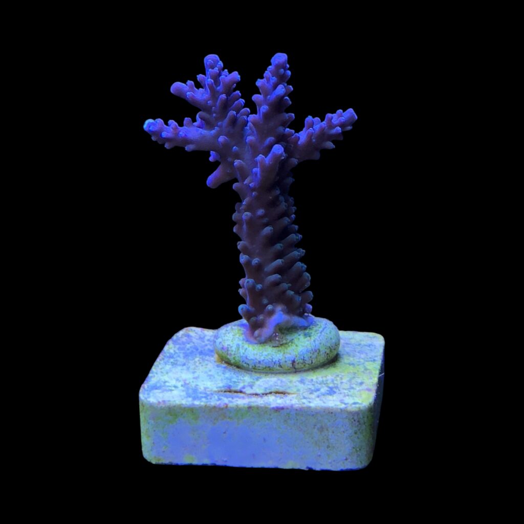 Ocyan