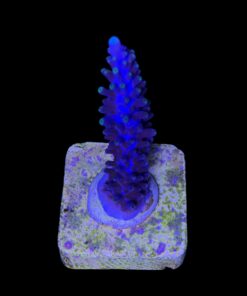 Alternative view of Ultimate Blue M