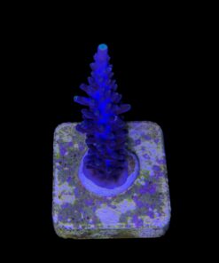 Alternative view of Ultimate Blue M