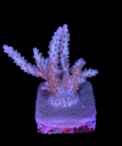 Alternative view of OR Pearlberry M