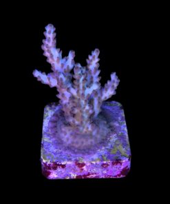 Alternative view of OR Pearlberry M