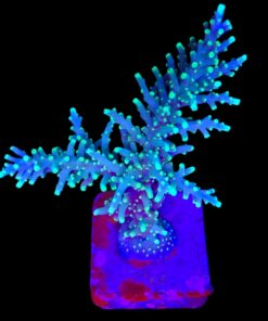 Yellow Tips Dragon G