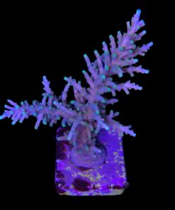 Alternative view of Yellow Tips Dragon G