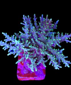 Yellow Tips Dragon Colônia